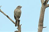 Gray Vireo